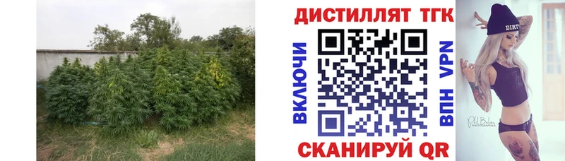 Купить  Бологое  ТГК THC oil 