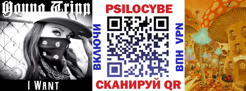 Купить  Бологое  Псилоцибиновые грибы Psilocybe 